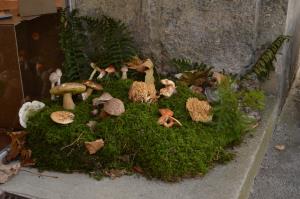 Kljub slabi gobarski sezoni lepa bera gob na razstavi 4